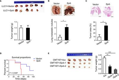 Spi-B Promotes the Recruitment of Tumor-Associated Macrophages via Enhancing CCL4 Expression in Lung Cancer